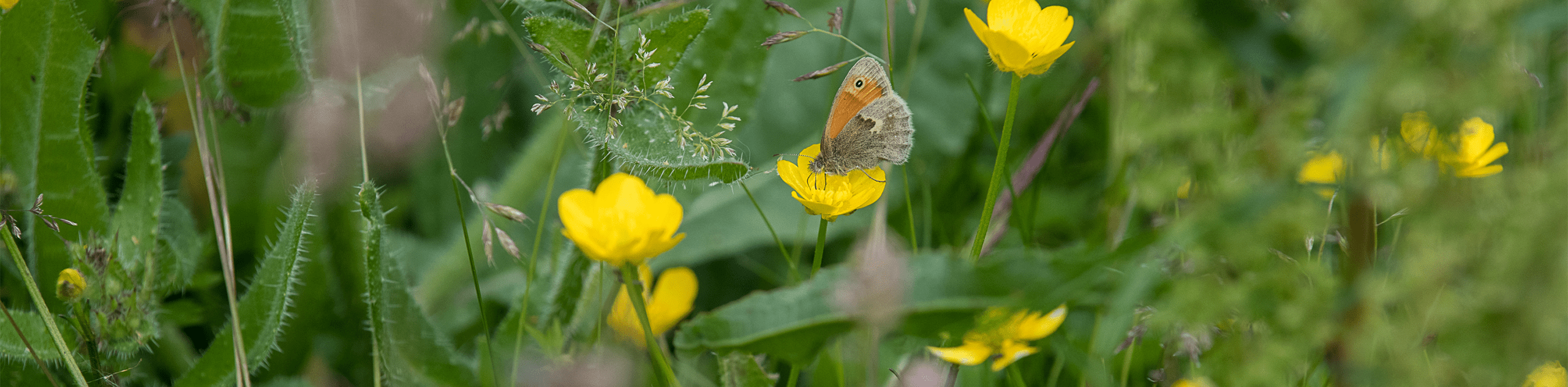 A photograph showing a close up of a meadow brown. © BMD