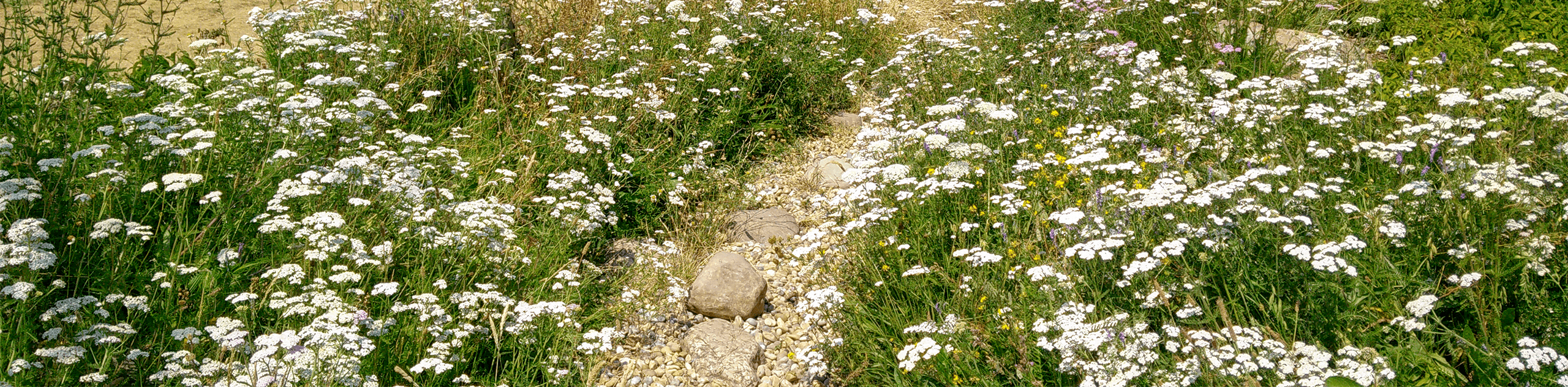 A photograph of a gravel path through meadow grassland. © BMD