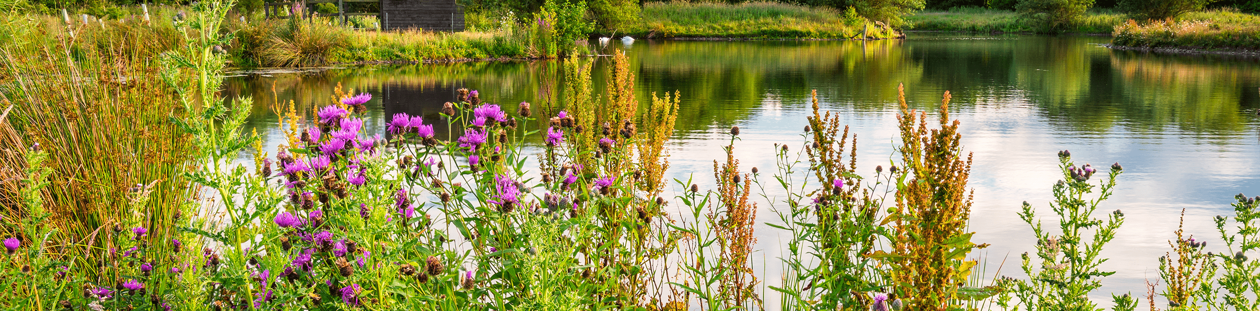 A photograph of a wetland vegetation surrounding a large pond. © BMD