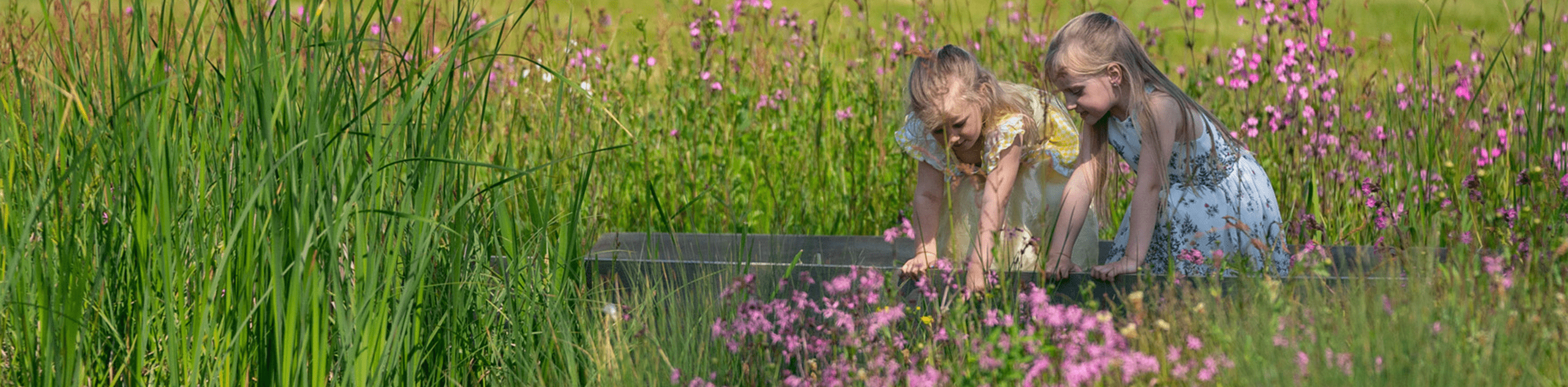 A photograph of children spotting wildlife on a pond platform surrounded by flowering wetland plants. © BMD