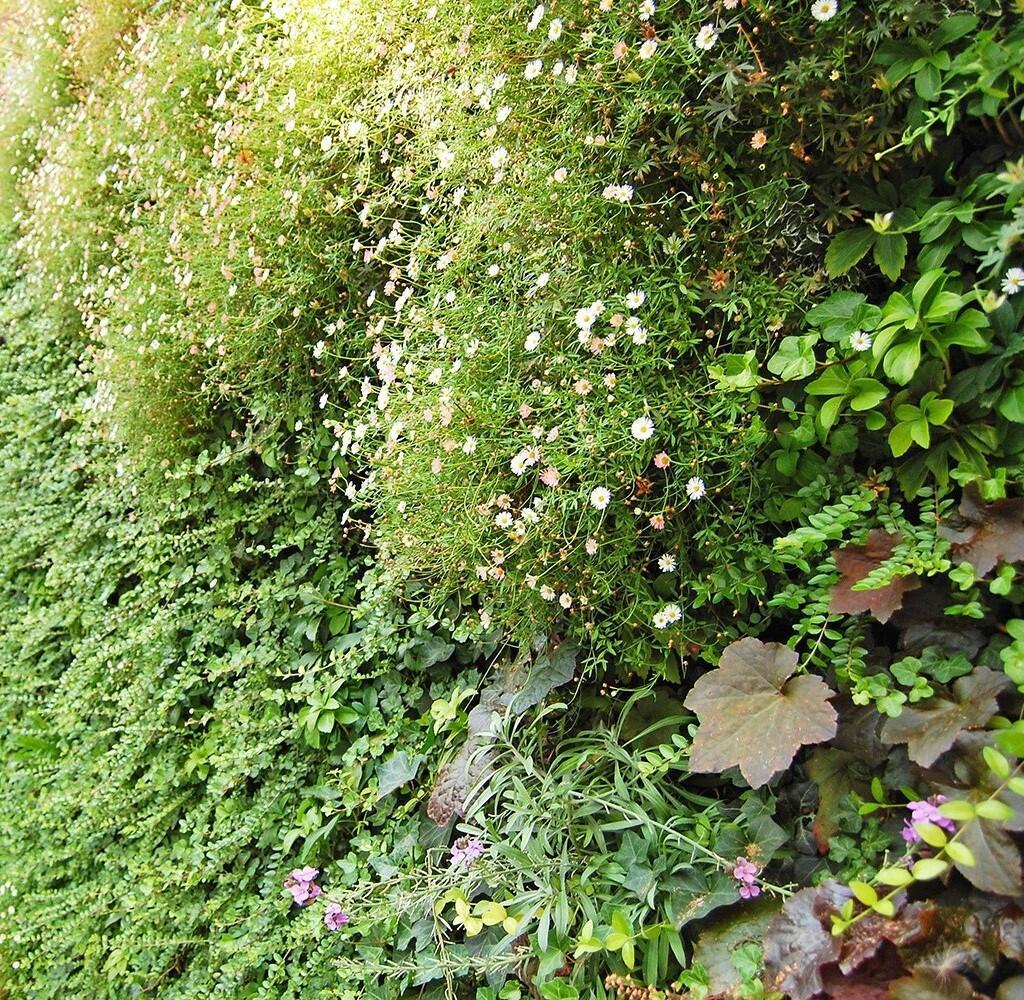 A photograph showing vegetation growing from green wall. © BMD