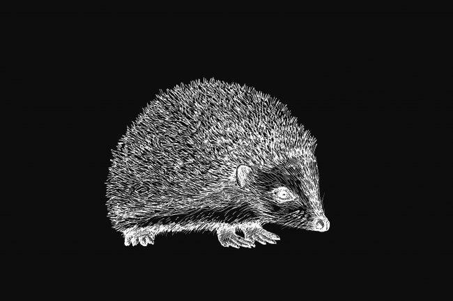 Illustration of a hedgehog made in white on a black background