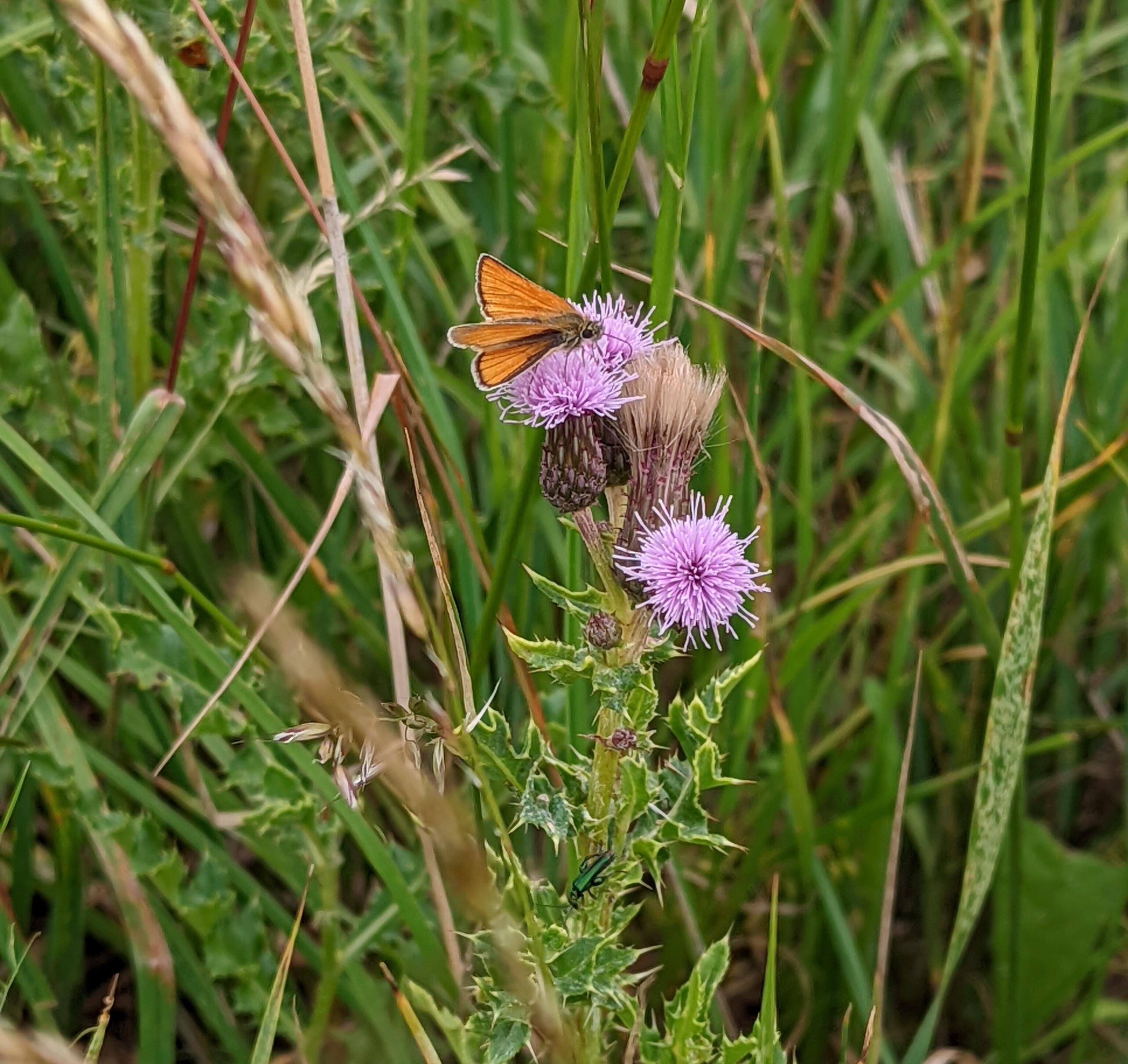 A photograph of am orange butterfly on a purple thistle