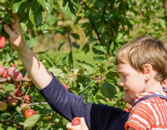 An adult and a child picking apples from a tree