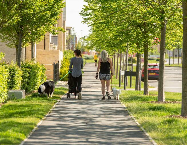 A photograph of two people walking their dogs through the tree lined, residential streets at Alconbury Weald