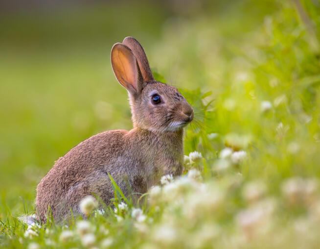 A photograph of a European wild rabbit. © Rudmer Zwerver