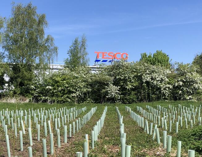 A photograph of newly planted trees on land owned by Tesco