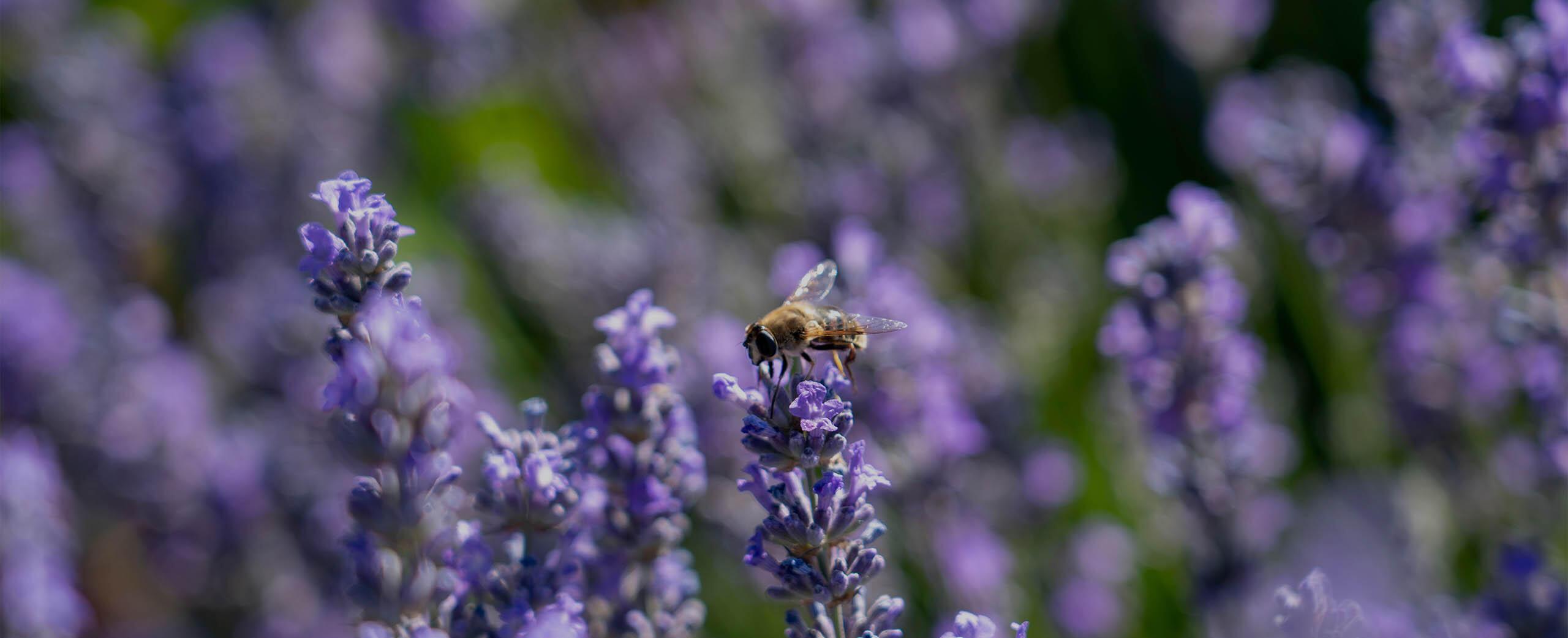 Close up image of a bee within lavender plants