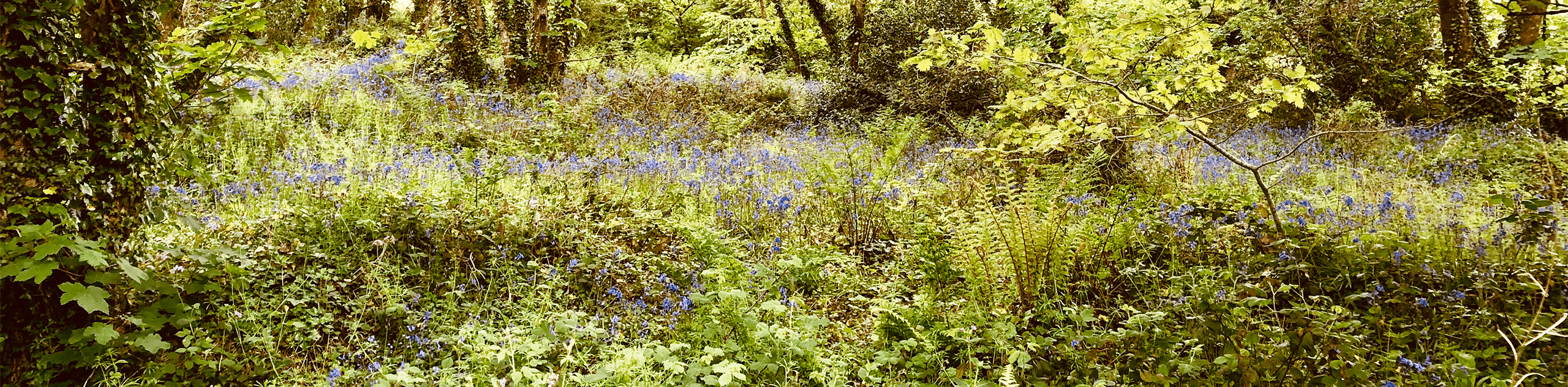 A photograph showing wildlife friendly understory planting within native woodland. © BMD