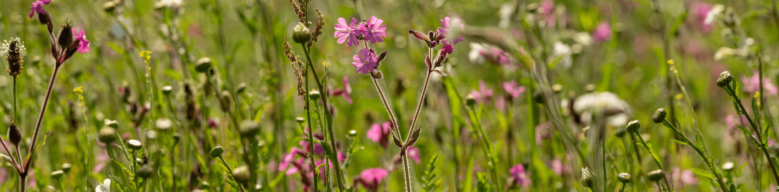 A photograph of a grassland meadow with pink and yellow flowers. © BMD