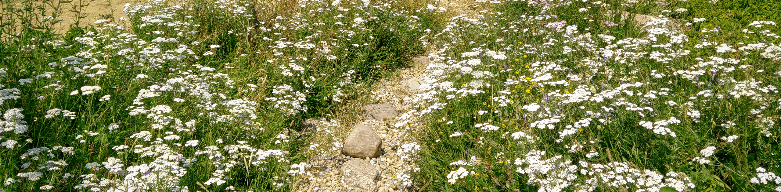 A photograph of a gravel path through meadow grassland. © BMD A photograph of a gravel path through meadow grassland. © BMD
