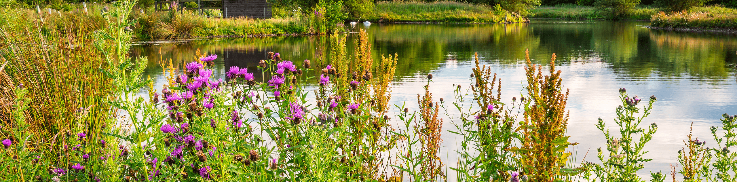 A photograph of a wetland vegetation surrounding a large pond. © BMD A photograph of a wetland vegetation surrounding a large pond. © BMD