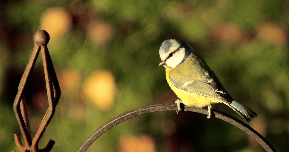 National Bird Feeding Month, How To Encourage More Birds Into Your Gardens BMD