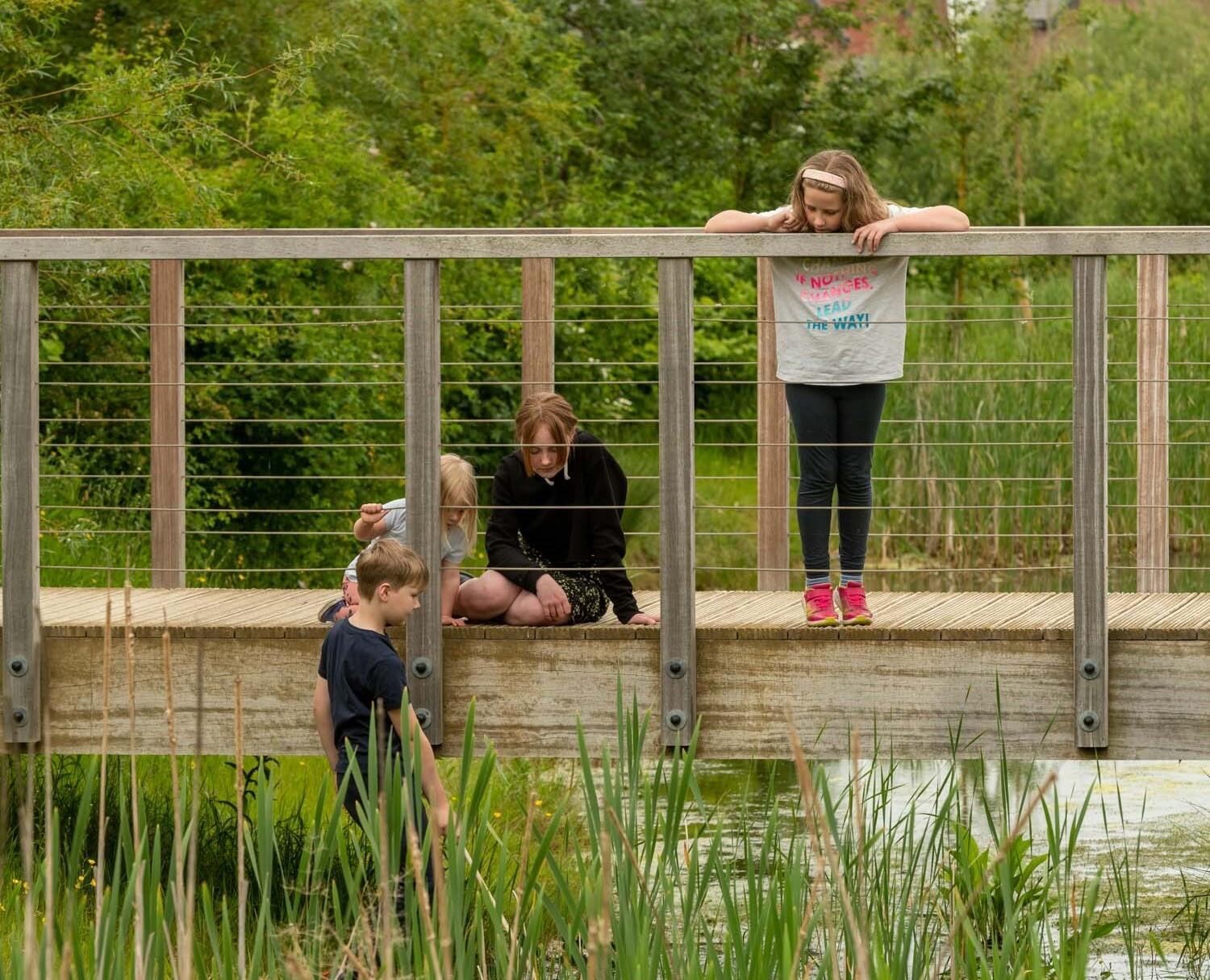 A photograph of children looking for newts on a bridge over a wildlife corridor. © BMD