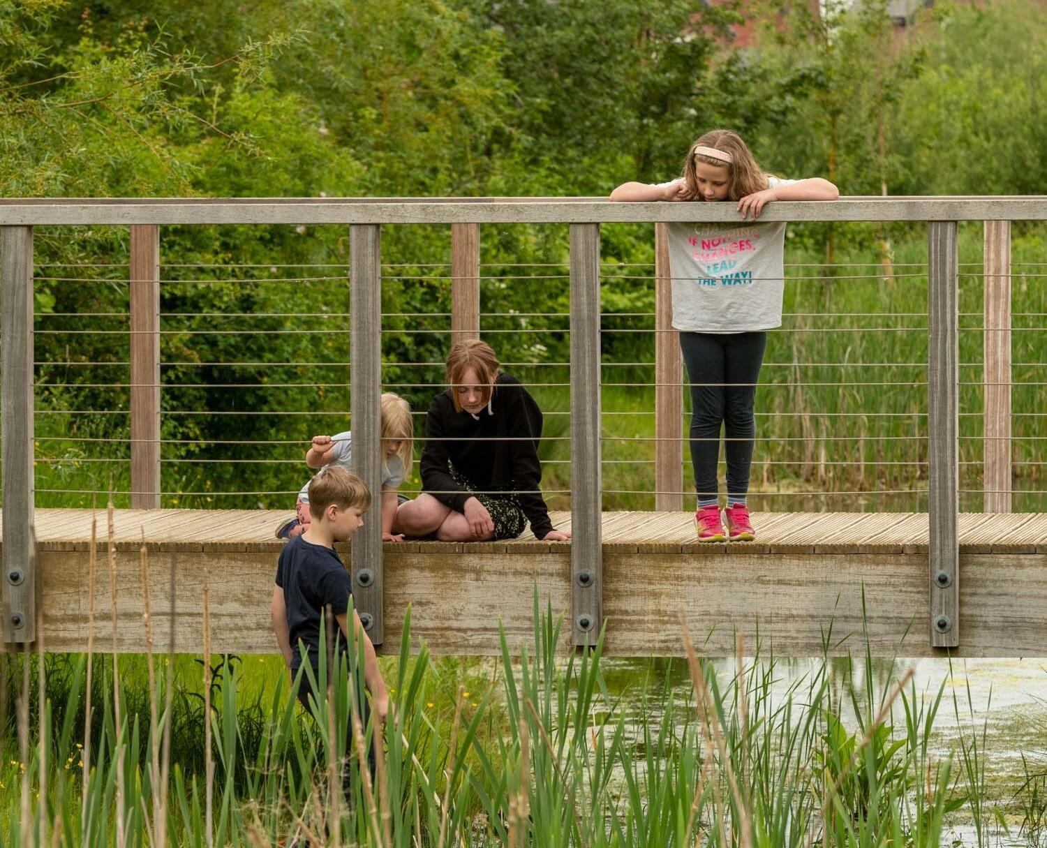 A photograph of children looking for newts on a bridge over a wildlife corridor. © BMD A photograph of children looking for newts on a bridge over a wildlife corridor. © BMD