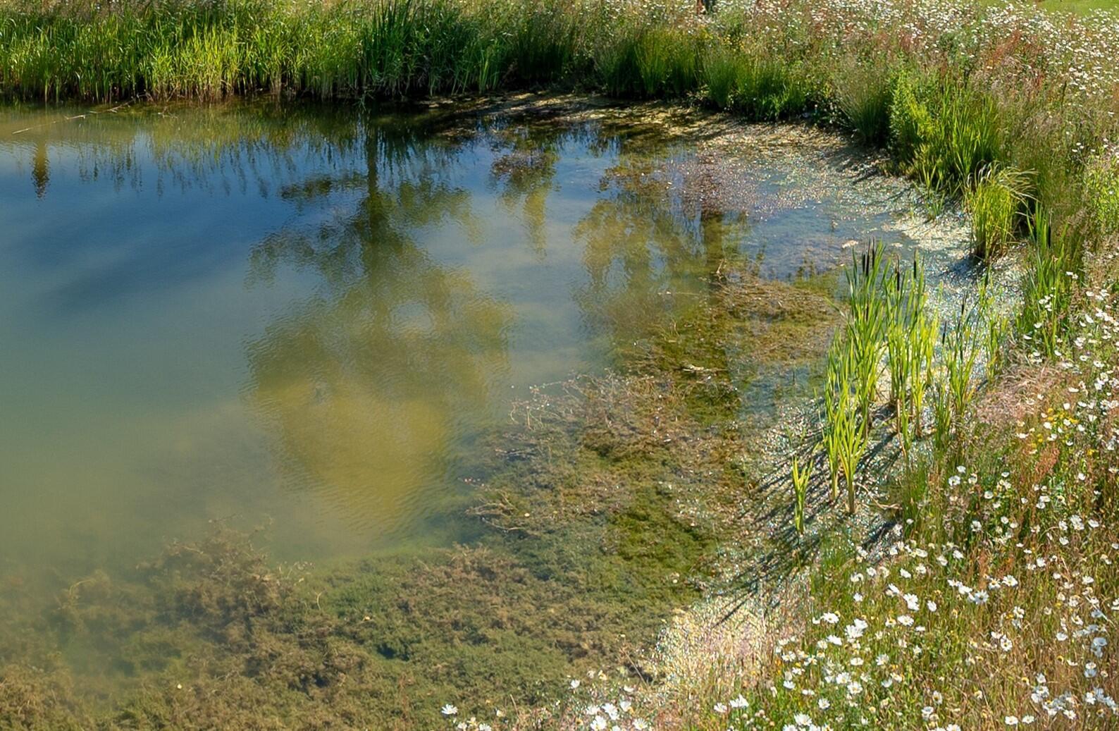 A zoom in photograph of wetland planting around SuDS pond at Houlton. © BMD