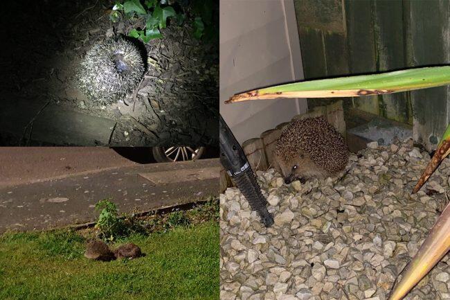 Collage of hedgehogs in different locations Collage of hedgehogs in different locations