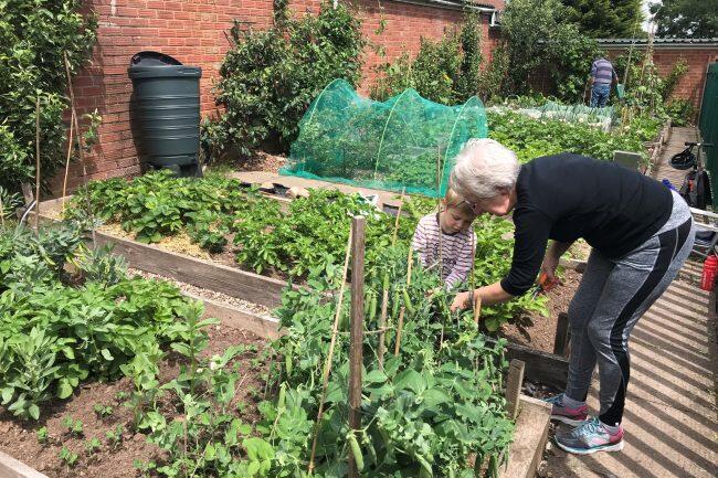 An adult helping a child in the allotment gardens An adult helping a child in the allotment gardens