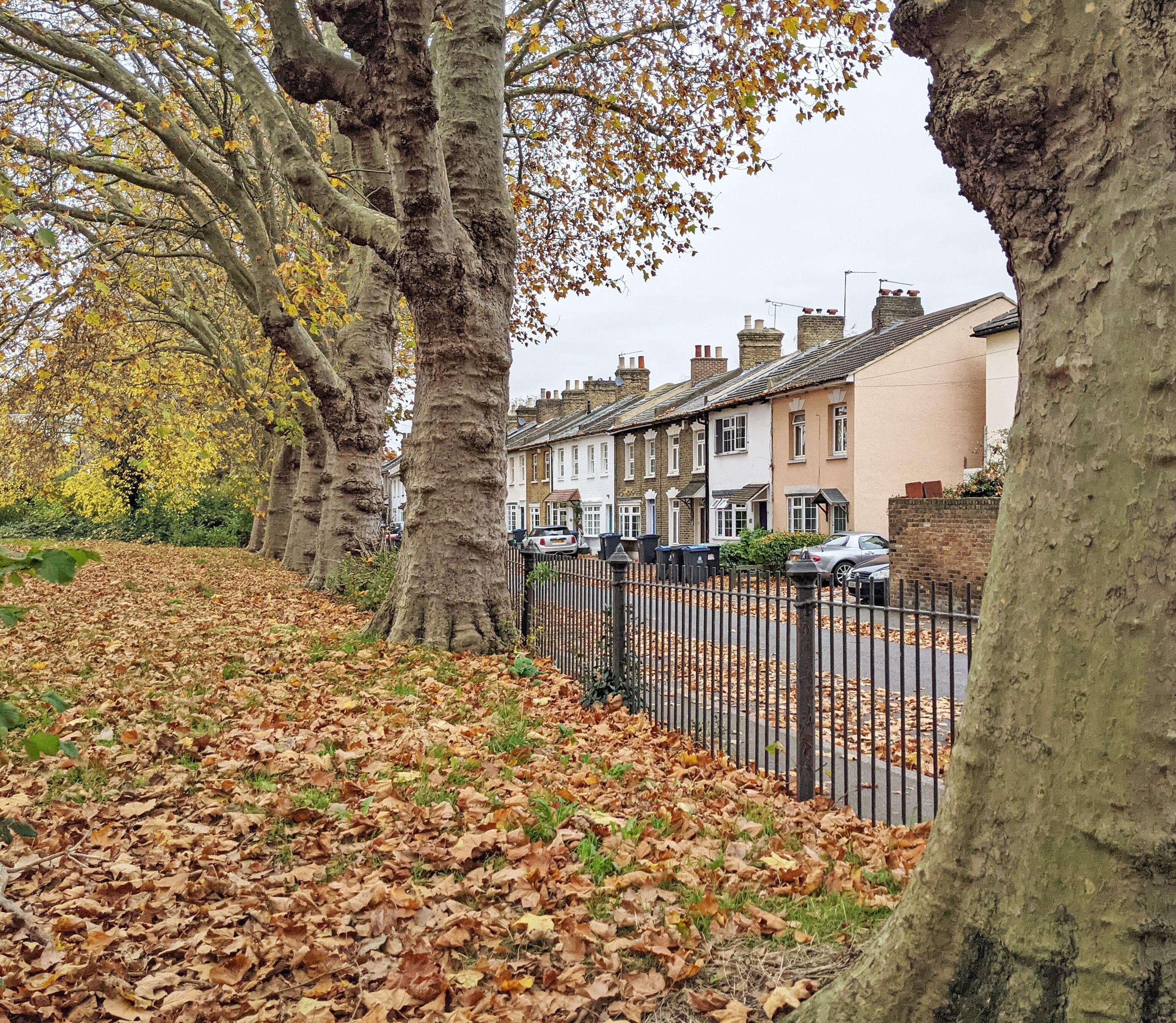 A photograph of the existing London Plane trees along the site boundary at Kingston Leisure Centre. © BMD