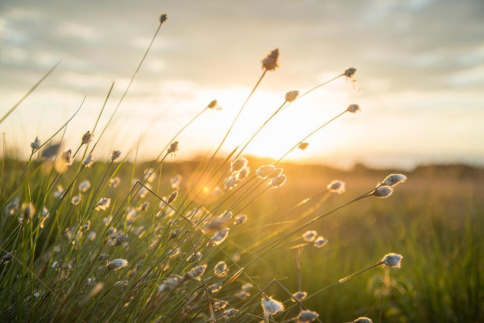 Reeds at sunset