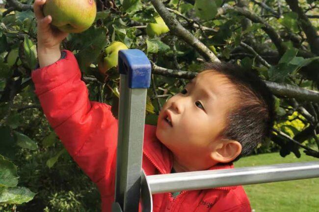 A child on a ladder picking apples from a tree