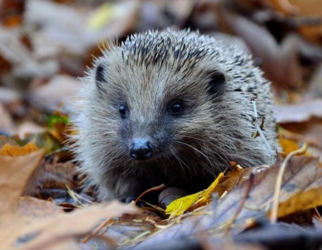 A hedgehog standing in brown leaves