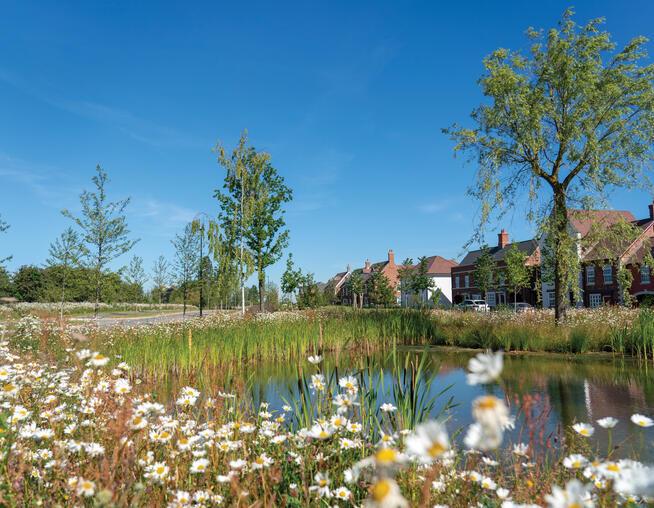 A photograph of residential houses overlooking a village pond with wildlife planting