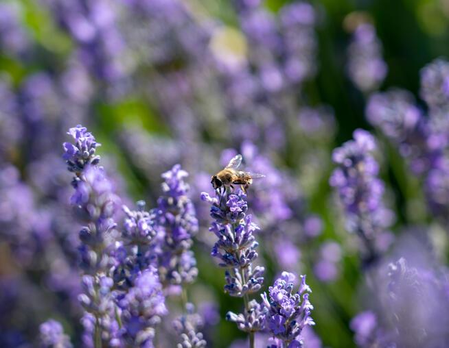 A photograph of a bee within lavender 