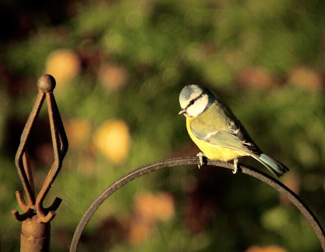 A photograph of a blue tit on a bird feeder