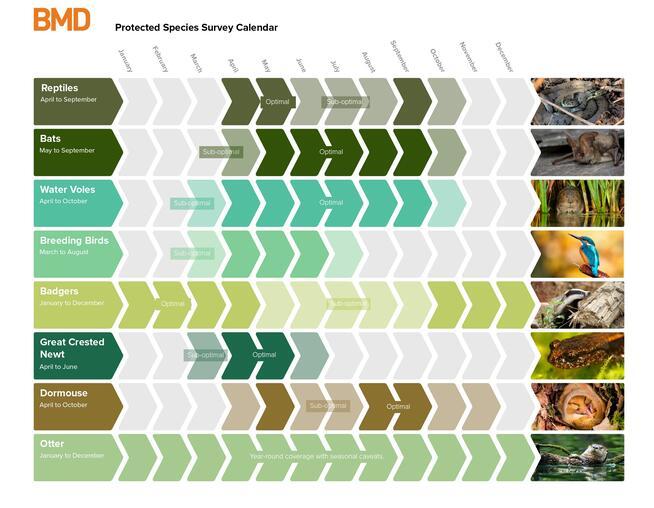 Protected Species Survey Calendar